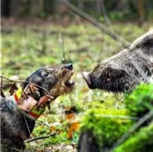 Muss so ein Hund beschützt werden?