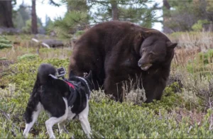 Karelischer Bärenhund bei der Jagd